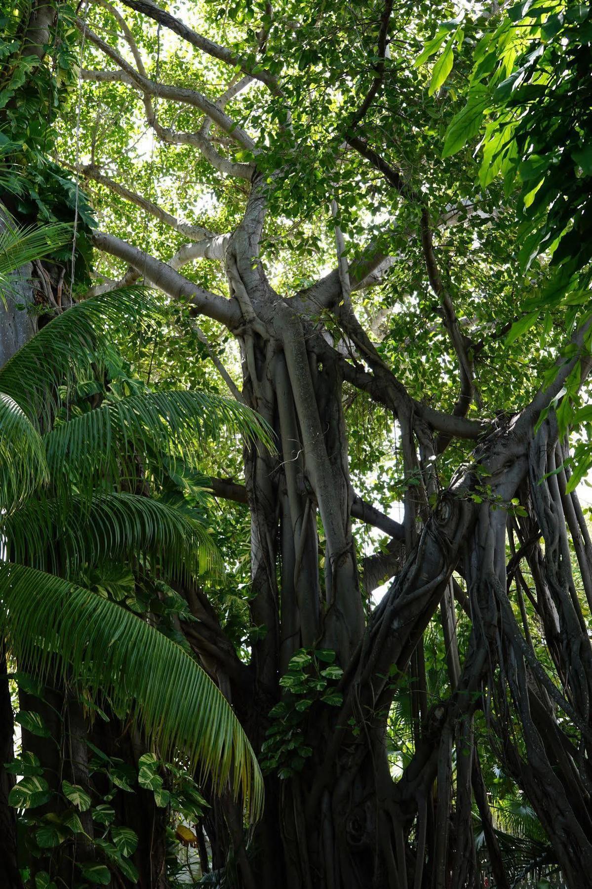 The Banyan Resort Key West Dış mekan fotoğraf